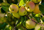 Why This Scoffer of Organic Food Myths Drinks Only Organic Coffee