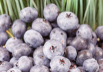 Is Organic Food Really Better?